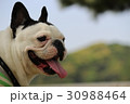 フレンチブルドッグ笑顔の横顔 30988464