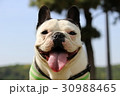 フレンチブルドッグ笑顔アップ 30988465
