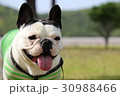 フレンチブルドッグ笑顔アップ 30988466