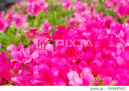 サツキ 満開に降った雨滴 クローズアップ 緑の背景 サツキ 満開に降った雨滴 クローズアップ 緑の背景 30988562