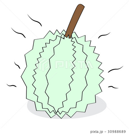 illustration of durian king of fruit 30988689