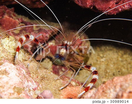Stenopus hispidus, Boxer Shrimp 30989014