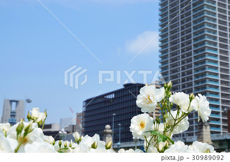 大阪　中之島バラ園の風景 30989092