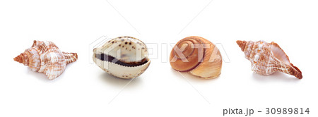 Different sea conch shells in a row. Different sea conch shells in a row. 30989814