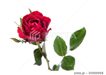 Red rose isolated on white background. Red rose isolated on white background. 30989998