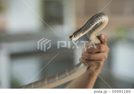 A snake in the hands 30991160