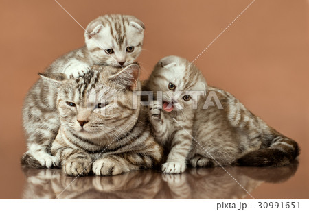 kittens 30991651