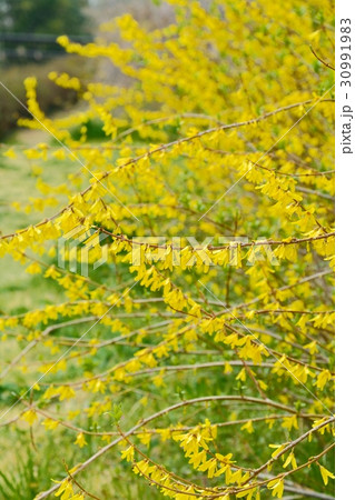 満開のレンギョウ 30991983