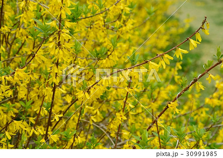 満開のレンギョウ 30991985