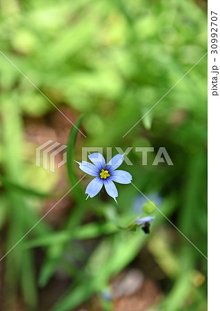 アイイロニワゼキショウ（藍色庭石菖） 30992707