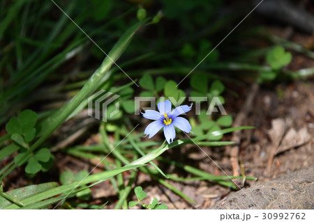 アイイロニワゼキショウ（藍色庭石菖） 30992762