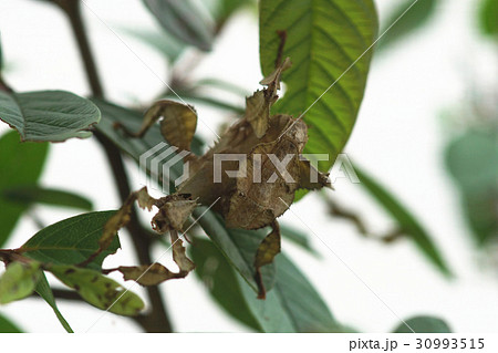 新紀元 黒色 黒 30993515