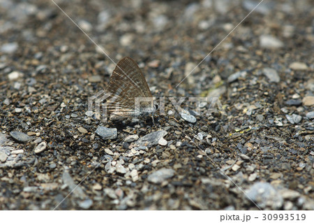 羽を広げる 広げた羽 黒点 30993519