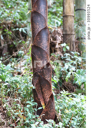 バンブー 青竹 竹 30993524