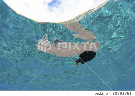 海を流れるゴミについて暮らすミナミイスズミの幼魚 30993761