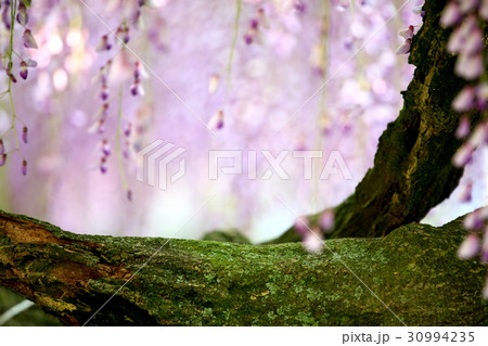 吉祥寺 藤 吉祥寺 藤 30994235