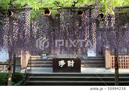 吉祥寺　藤 30994238