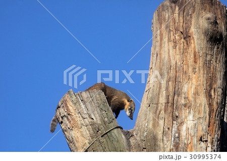 Ring-tailed Coati (Nasua nasua) 30995374