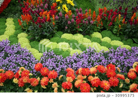 Flowers in garden 30995375