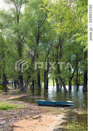 Old wooden fishing boat near the summer lake shore Old wooden fishing boat near the summer lake shore 30995590