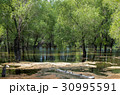 Forest lake pond is overgrown 30995591