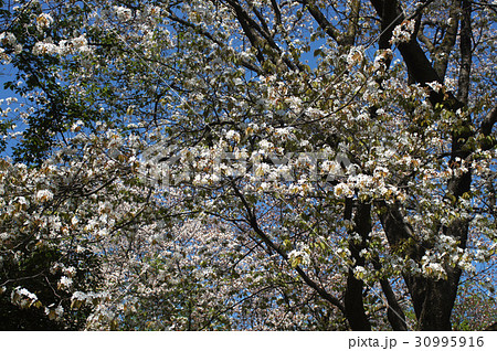 カスミザクラ カスミザクラ 30995916