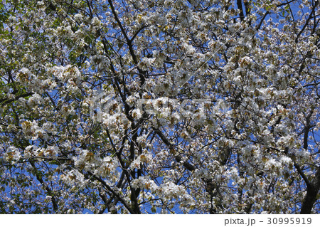 カスミザクラ カスミザクラ 30995919