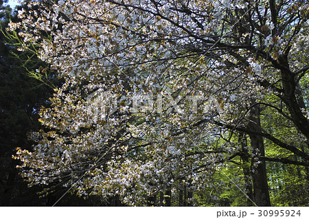 カスミザクラ カスミザクラ 30995924