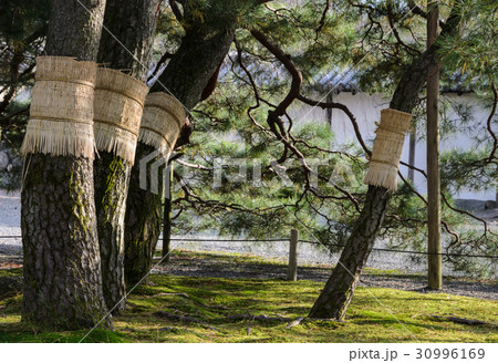 Japanese pine tree garden in kyoto, Japan 30996169