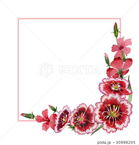 Wildflower carnation flower frame in a watercolor 30996205