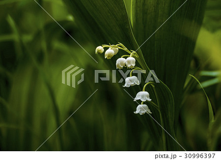 スズラン 30996397