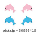 イルカ 30996418