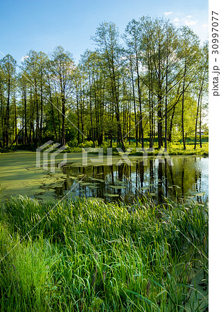 Grass growing on the shore of the swamp 30997077