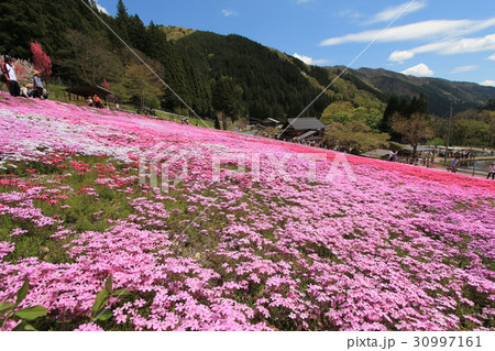 国田家の芝桜 30997161