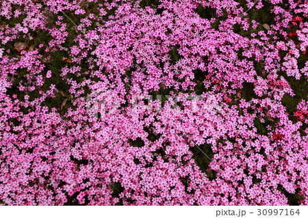 国田家の芝桜 30997164