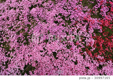 国田家の芝桜 30997165