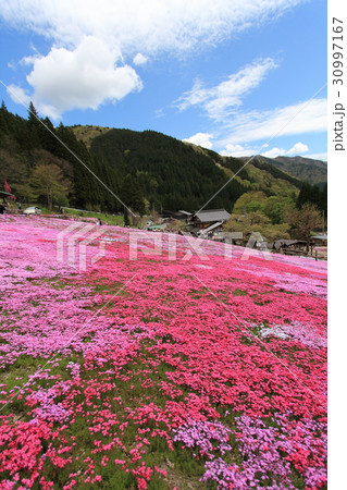 国田家の芝桜 30997167