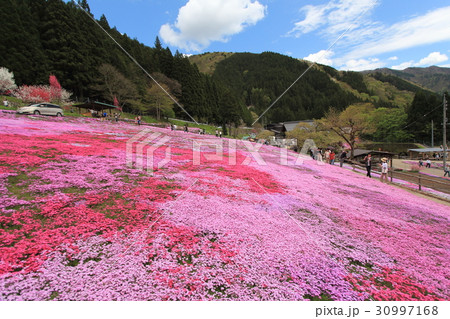 国田家の芝桜 国田家の芝桜 30997168