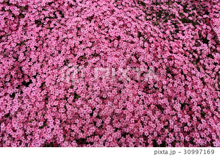国田家の芝桜 国田家の芝桜 30997169
