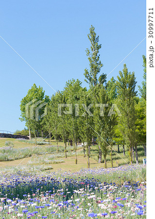 淡路島国営明石海峡公園のポプラの丘 淡路島国営明石海峡公園のポプラの丘 30997711