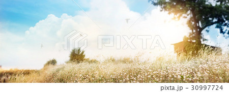 Summer flowers on meadow grass, impressive scenery Summer flowers on meadow grass, impressive scenery 30997724