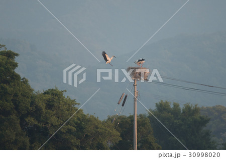 雛に餌を運ぶコウノトリ雄 雛に餌を運ぶコウノトリ雄 30998020