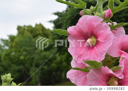 たちあおいの花の写真素材 3099