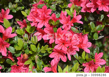 クルメツツジ 30998286
