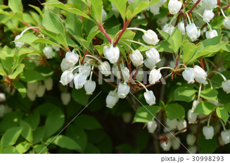 どうだんつつじ どうだんつつじ 30998293