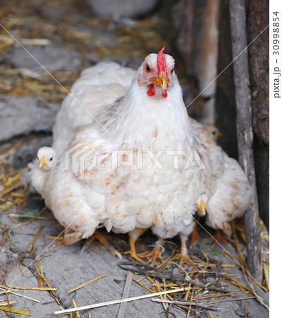 Hen with chickens Hen with chickens 30998854