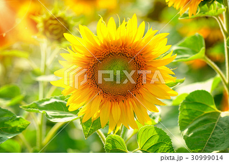 Bright yellow sunflowers and sun. Sunflower field 30999014