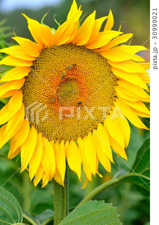 Honey Bee Pollinating Sunflower 30999021