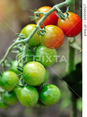 Ripe and green tomatoes growing on the vine Ripe and green tomatoes growing on the vine 30999027