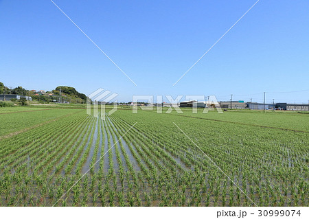 青空快晴の千葉県いすみ市稲作畑 30999074